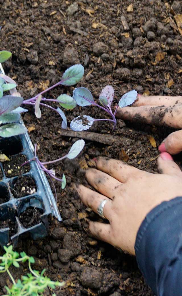 voluntariado corporativo de plantación